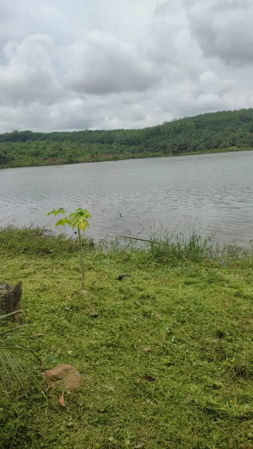 Vue du lac et de ses berges sur le site piscicole de Mbromé